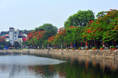 Flamboyant flower beautifies capital streets